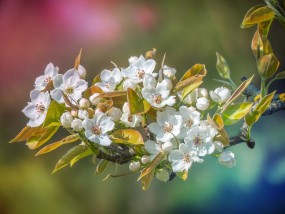 梦中花园的装饰艺术，梦见卫生间装饰花卉开花与纸扇上画花卉的遐想梦见卫生间里有花