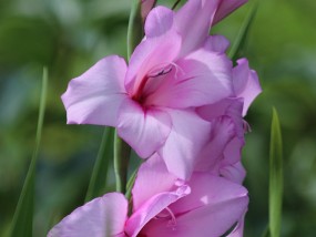 沈阳花卉秧苗批发，从云南玉溪恒丰花卉基地启航沈阳花卉苗圃基地